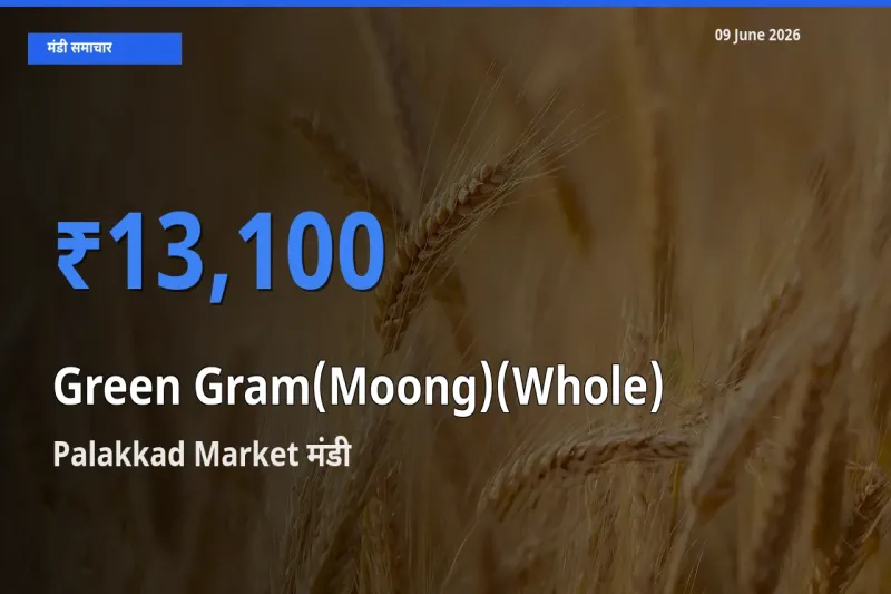 Palakkad Market मंडी में साबुत मूंग ₹13,100 पर पहुँचा – आज का सर्वोच्च भाव