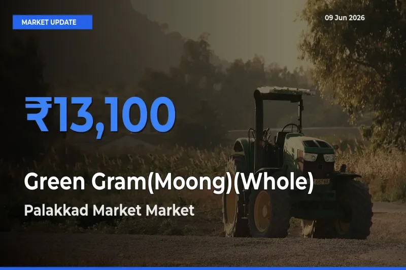 Top Performer! Palakkad Market Offers Best Green Gram(Moong)(Whole) Price Today