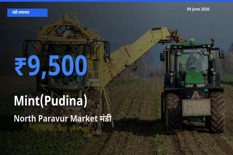 बाज़ार संकेत: North Paravur Market बना पुदीना के लिए आज की टॉप मंडी