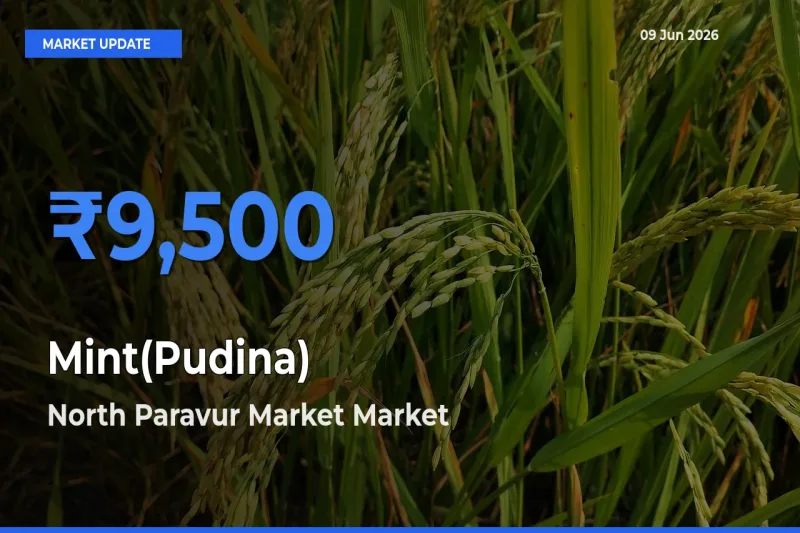 Farmers Prefer North Paravur Market as Mint(Pudina) Hits Highest Rate