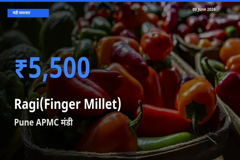 Pune APMC में रागी का आज सबसे ऊँचा भाव