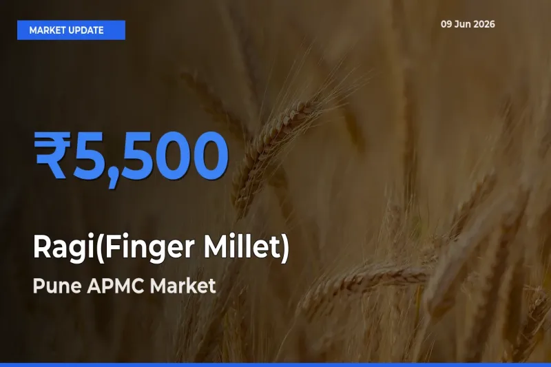 Pune APMC Tops Ragi(Finger Millet) Rates – June 09 Market Update