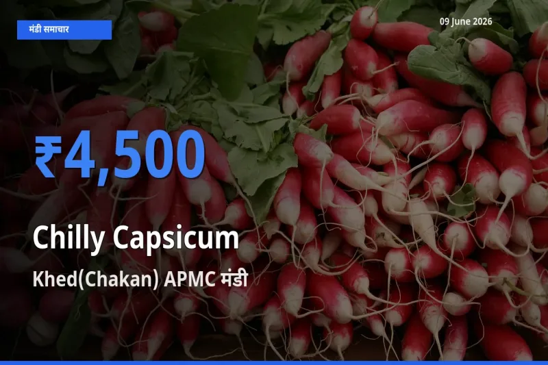 Khed(Chakan) APMC मंडी में आज हरी शिमला मिर्च के सबसे ऊँचे दाम दर्ज