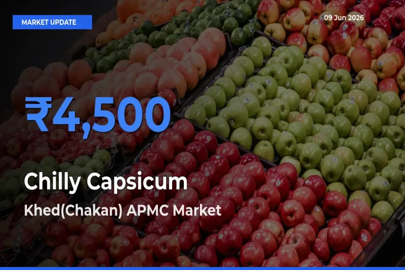Market Watch: Khed(Chakan) APMC Becomes Top Mandi for Chilly Capsicum