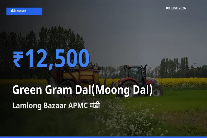 आज मूंग दाल के सबसे ज़्यादा दाम Lamlong Bazaar APMC मंडी में दर्ज