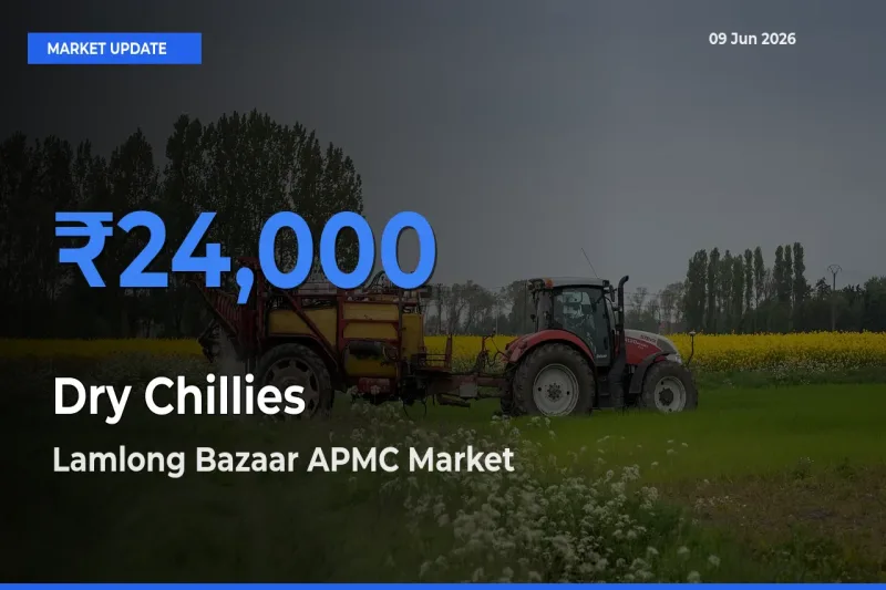 Lamlong Bazaar APMC Leads as Top Mandi for Dry Chillies Prices