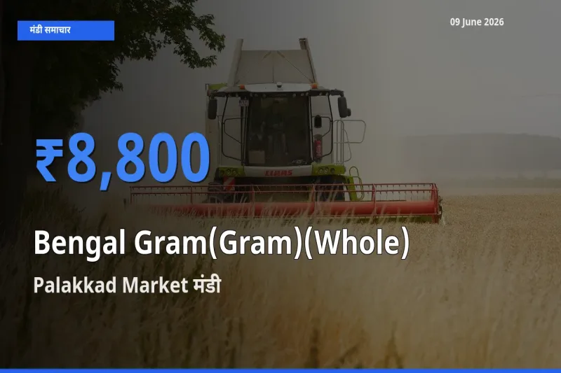 आज का मंडी भाव: चना (साबुत) के सबसे ज़्यादा दाम Palakkad Market में