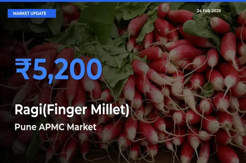 Top Performer! Pune APMC Offers Best Ragi(Finger Millet) Price Today