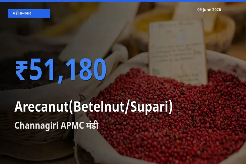 Channagiri APMC मंडी में सुपारी ₹51,180 पर पहुँचा – आज का सर्वोच्च भाव