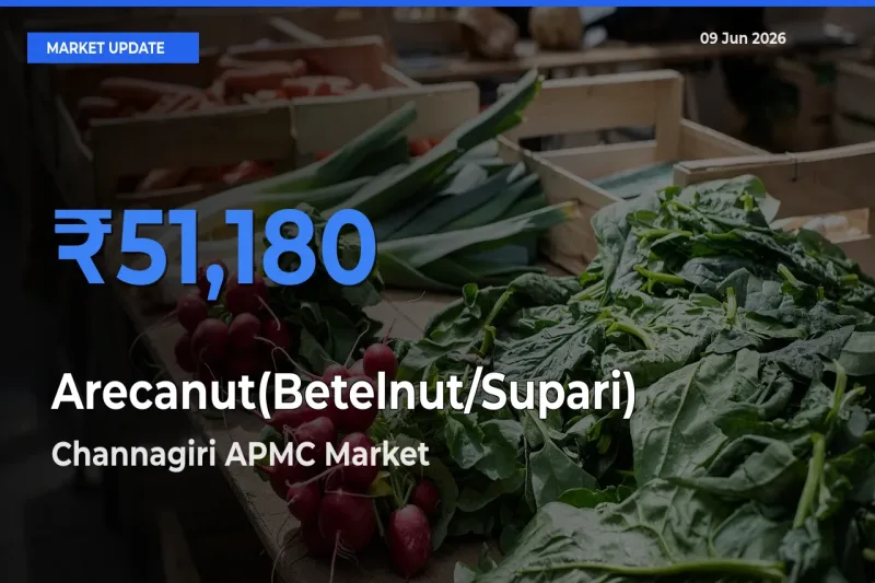 Channagiri APMC Tops Arecanut(Betelnut/Supari) Mandi Rates Today