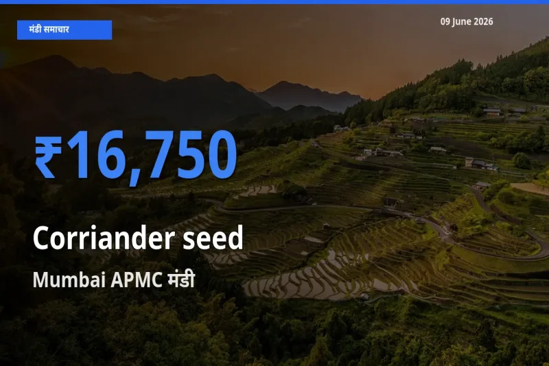 Mumbai APMC मंडी में साबुत धनिया ₹16,750 पर पहुँचा – आज का सर्वोच्च भाव