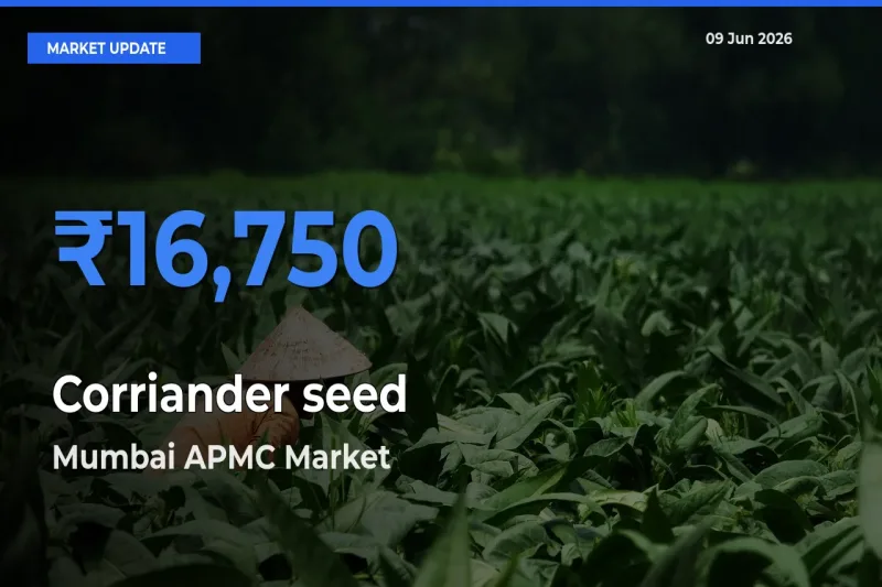 Corriander seed Mandi Rate Today: Mumbai APMC Tops the List