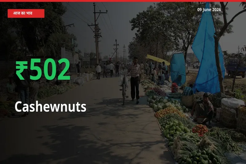 काजू के दाम प्रमुख मंडी में 501.71% बढ़े, 24 घंटे में बड़ा बदलाव