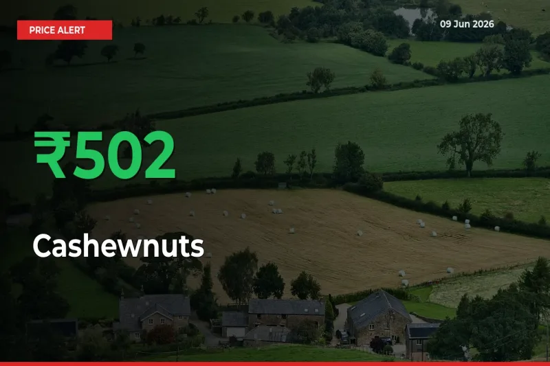 Cashewnuts Rises 501.71% at Mandis
