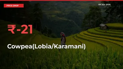 Sudden Shock! Cowpea(Lobia/Karamani) Drops 20.78% in 24 Hours at Top Mandis