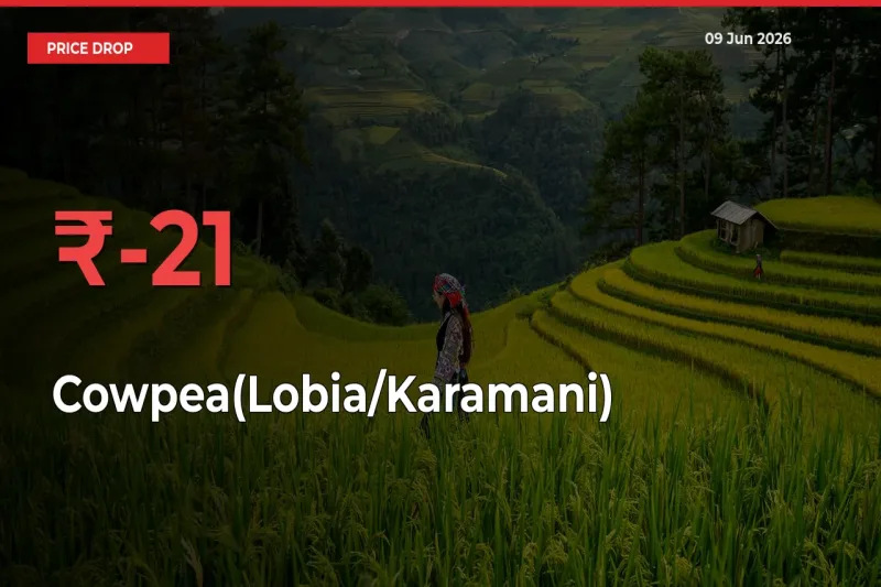 Sudden Shock! Cowpea(Lobia/Karamani) Drops 20.78% in 24 Hours at Top Mandis