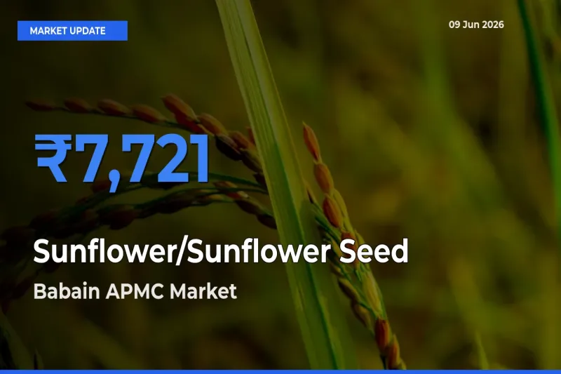Babain APMC Emerges as Top Mandi for Sunflower/Sunflower Seed Prices Today