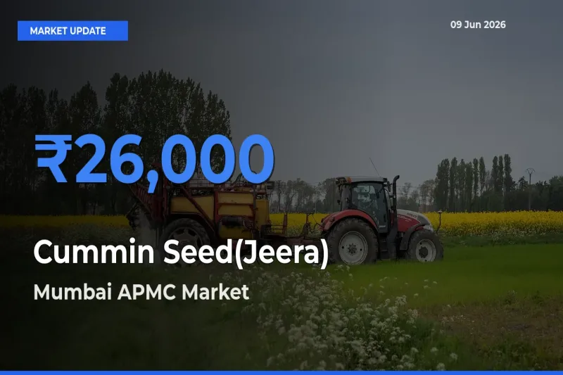 Mumbai APMC Offers ₹26,000 – Highest Cummin Seed(Jeera) Rate Today