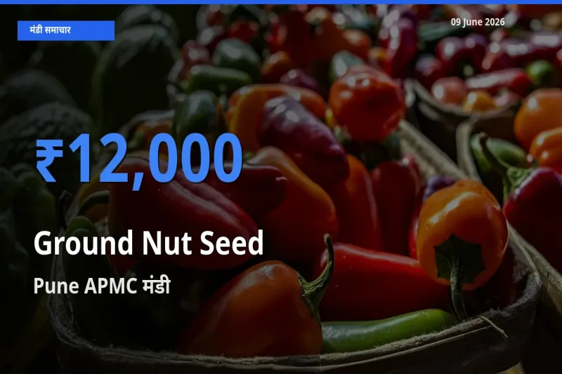बाज़ार संकेत: Pune APMC बना मूंगफली बीज के लिए आज की टॉप मंडी