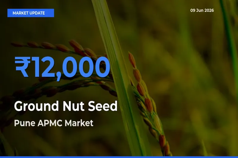 Ground Nut Seed Mandi Rate Today: Pune APMC Tops the List
