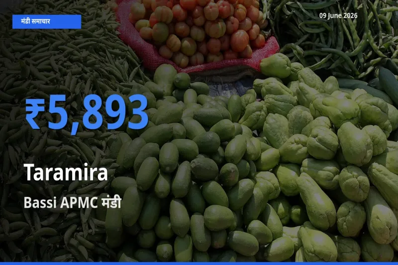 Bassi APMC मंडी में तारामीरा ₹5,893 पर पहुँचा – आज का सर्वोच्च भाव