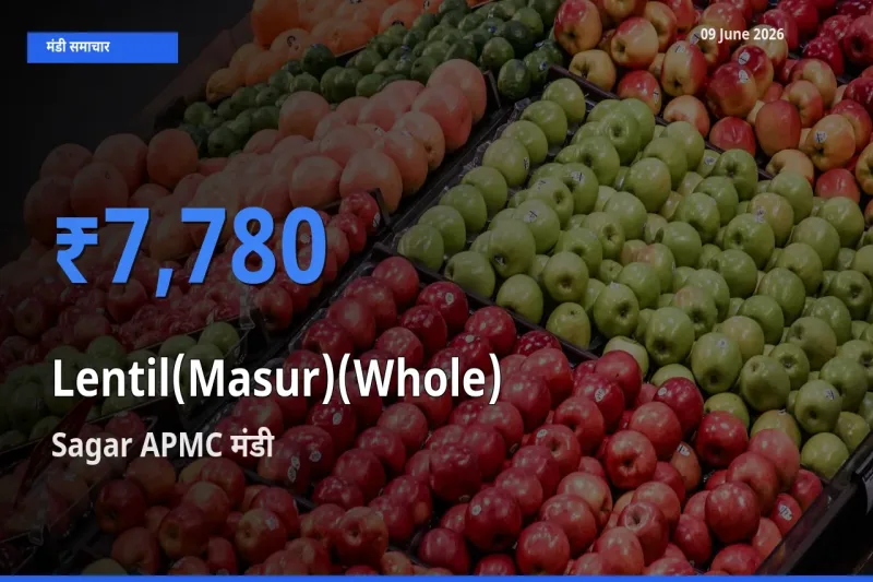 Sagar APMC मंडी में मसूर दाल (साबुत) ₹7,780 पर पहुँचा – आज का सर्वोच्च भाव