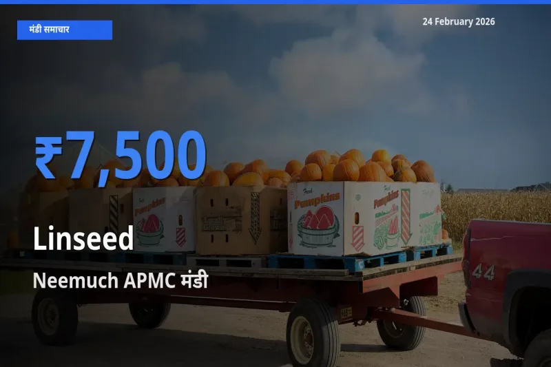 आज का मंडी भाव: Linseed के सबसे ज़्यादा दाम Neemuch APMC में