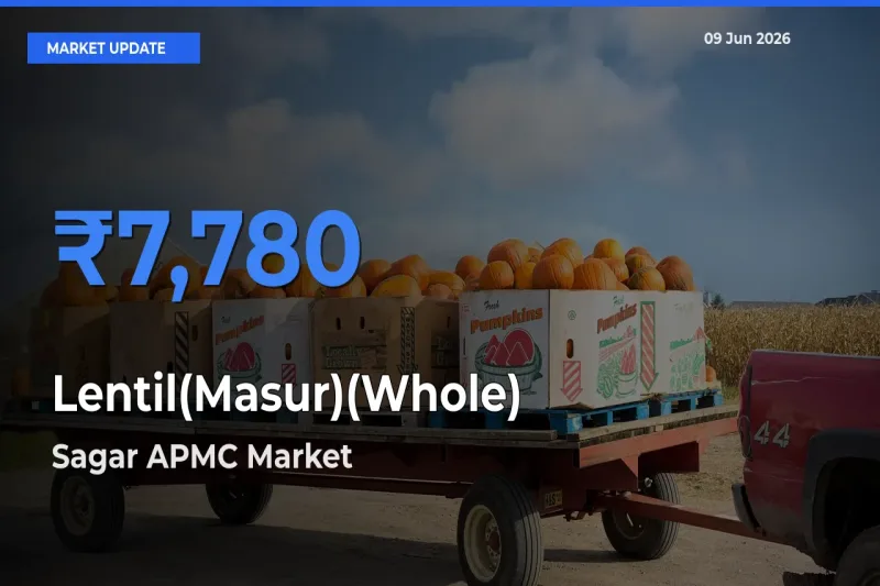 Sagar APMC Records Highest ₹7,780 Rate for Lentil(Masur)(Whole)