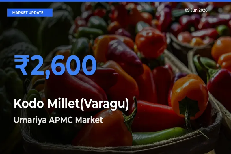 Umariya APMC Tops Kodo Millet(Varagu) Mandi Rates Today
