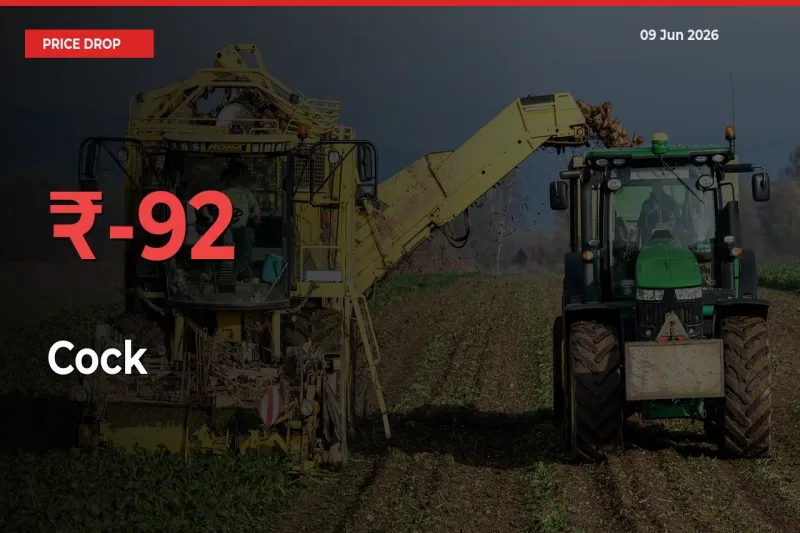 Cock Prices Drop 91.59% in 24 Hours at Major Mandis
