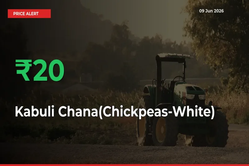 This Mandi Records 20.32% Jump in Kabuli Chana(Chickpeas-White) Prices