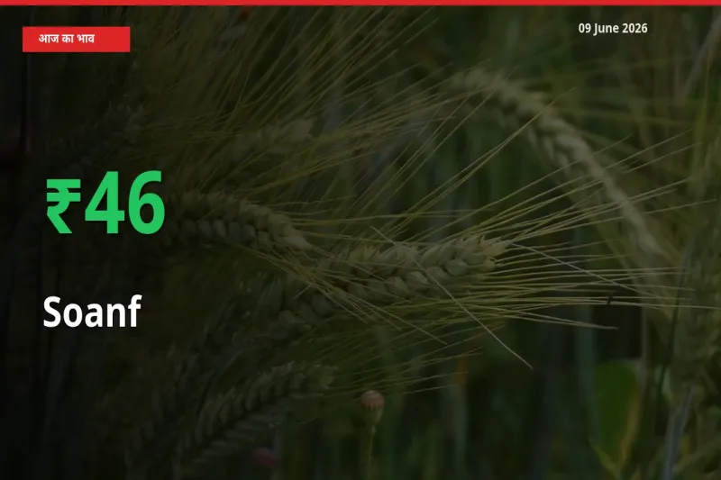 स्थानीय मंडी में सौंफ के दाम अचानक 45.76% उछले, किसान सतर्क