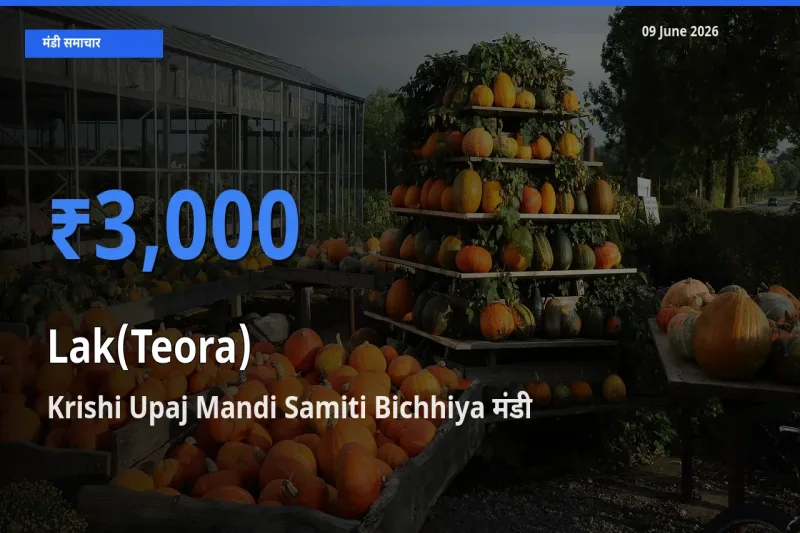 Krishi Upaj Mandi Samiti Bichhiya मंडी में आज लाक(टेओरा) के सबसे ऊँचे दाम दर्ज