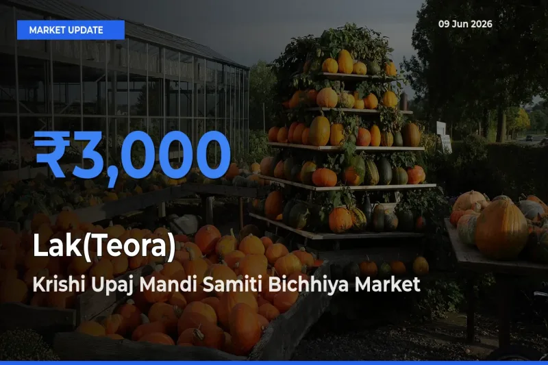 Krishi Upaj Mandi Samiti Bichhiya Tops Lak(Teora) Mandi Rates Today