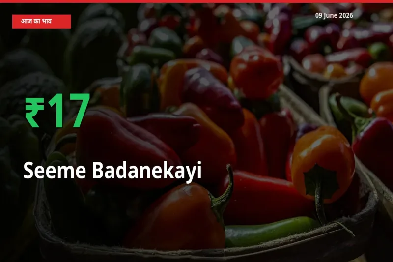 सीमेबदनेकाई 16.88% उछला, मंडी