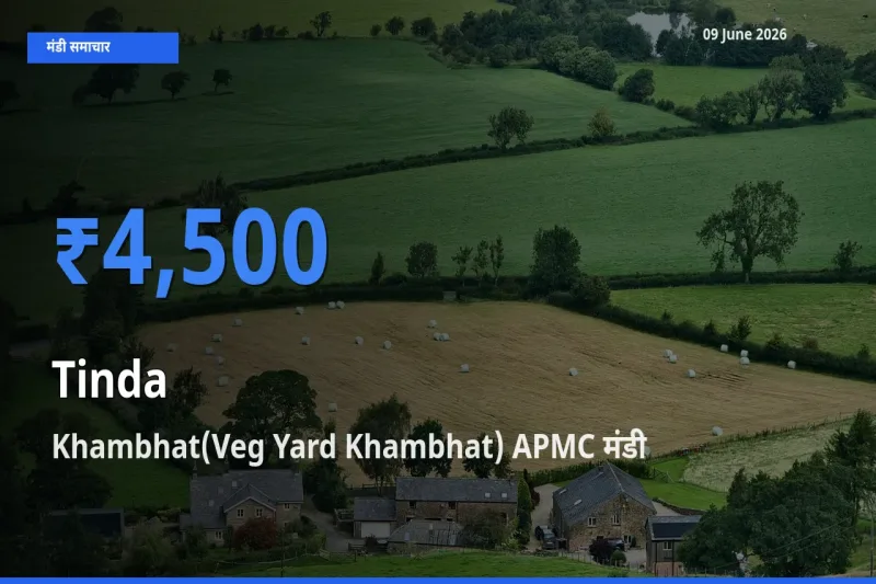 Khambhat(Veg Yard Khambhat) APMC मंडी में टिंडा ₹4,500 पर पहुँचा – आज का सर्वोच्च भाव