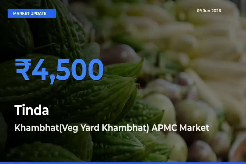 Khambhat(Veg Yard Khambhat) APMC Leads as Top Mandi for Tinda Prices