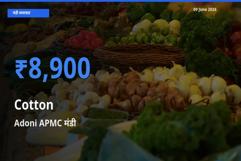 Adoni APMC मंडी में कपास ₹8,900 पर पहुँचा – आज का सर्वोच्च भाव