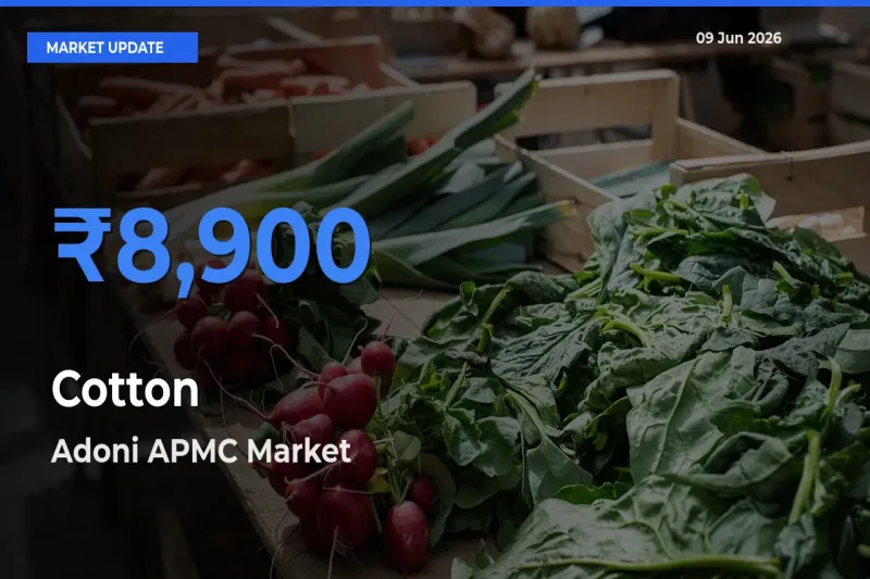Adoni APMC Tops Cotton Mandi Rates Today