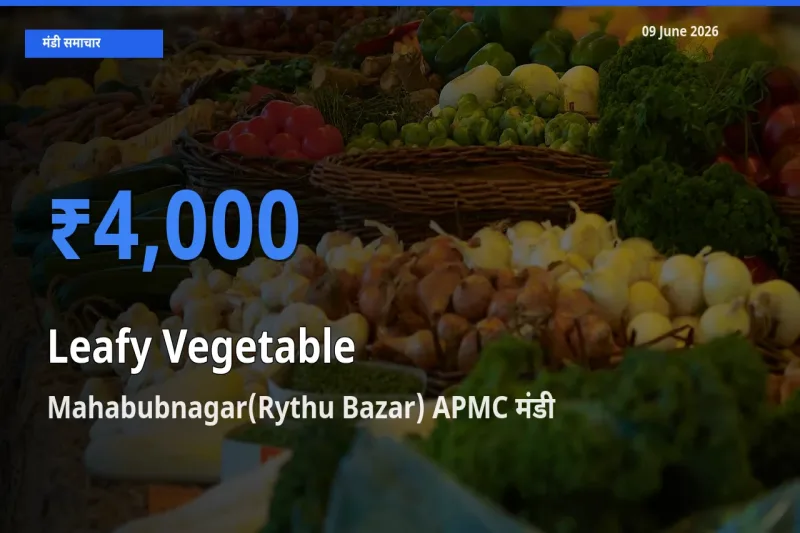 Mahabubnagar(Rythu Bazar) APMC मंडी में आज पत्तेदार सब्जी के सबसे ऊँचे दाम दर्ज