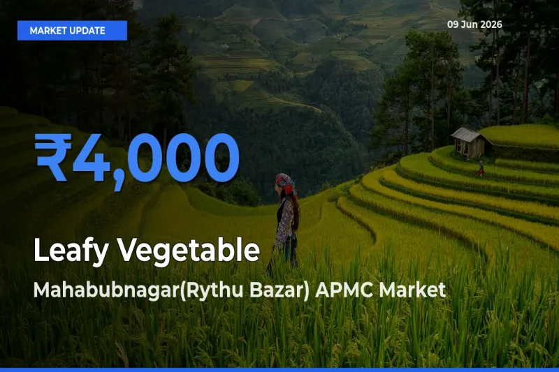 Top Performer! Mahabubnagar(Rythu Bazar) APMC Offers Best Leafy Vegetable Price Today