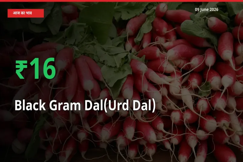 स्थानीय मंडी में उड़द दाल के दाम अचानक 16.03% उछले, किसान सतर्क