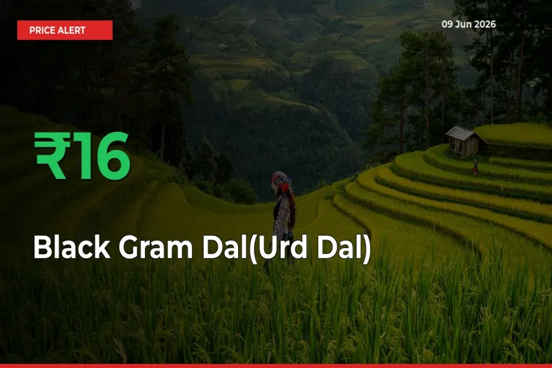 Why Black Gram Dal(Urd Dal) Prices Rose 16.03% in a Day at Mandis