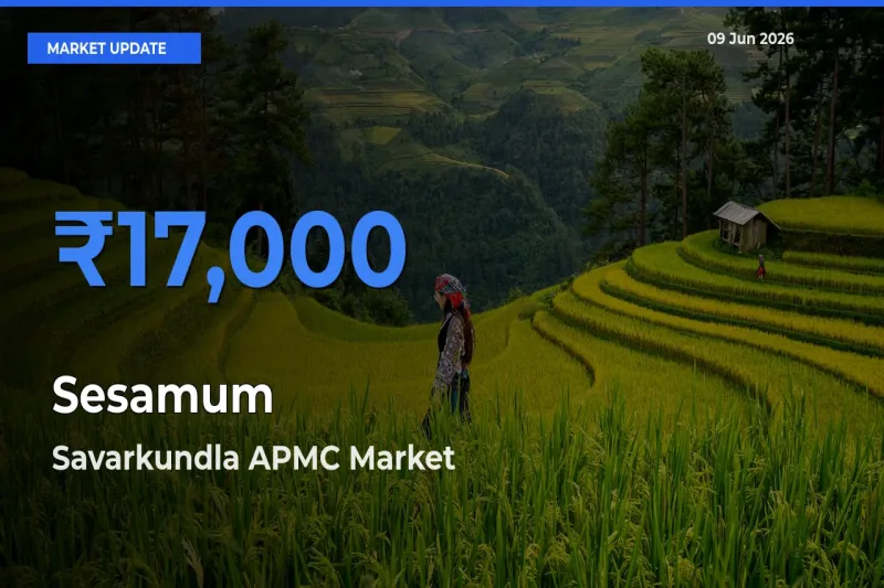 Farmers Prefer Savarkundla APMC as Sesamum Hits Highest Rate