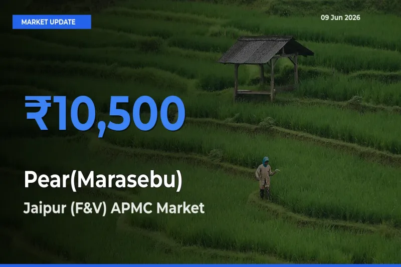 Jaipur (F&V) APMC Offers ₹10,500 – Highest Pear(Marasebu) Rate Today