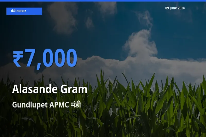 किसानों की पसंद बना Gundlupet APMC, लोबिया (चावली) के सबसे अच्छे दाम