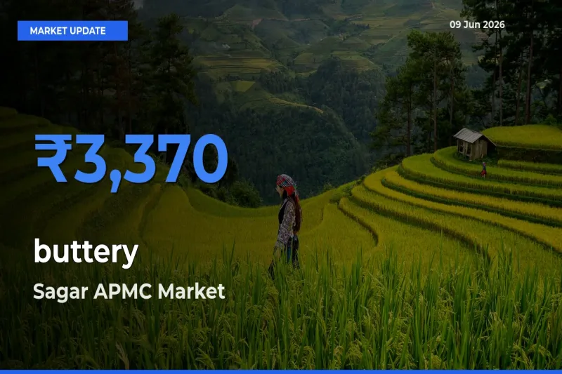 Sagar APMC Offers ₹3,370 – Highest buttery Rate Today