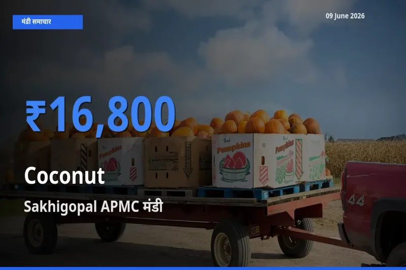 Sakhigopal APMC मंडी में नारियल ₹16,800 पर पहुँचा – आज का सर्वोच्च भाव