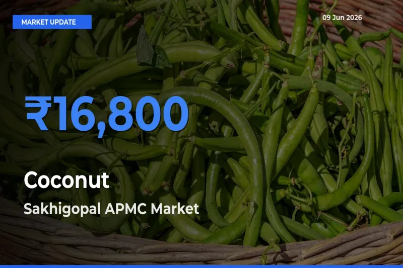 Sakhigopal APMC Leads as Top Mandi for Coconut Prices