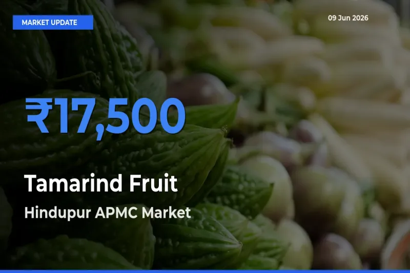 Farmers Prefer Hindupur APMC as Tamarind Fruit Hits Highest Rate